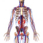 Men's sexual health anatomy