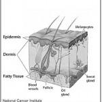 dylan_stein_skin_anatomy_acupuncture_shingles_zoster_nyc Anatomy of human skin